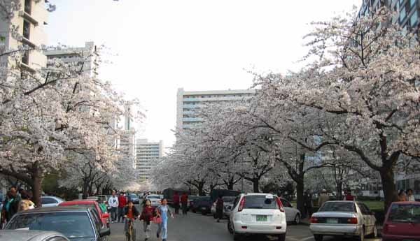 �����ֺ��ü� - �ֺ�����