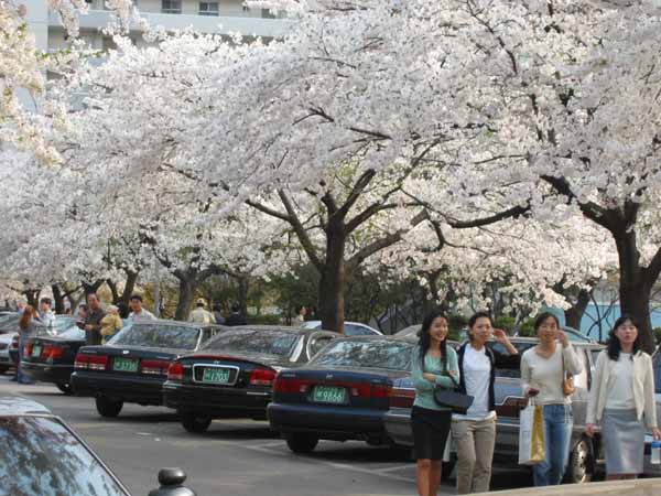 �����ֺ��ü� - �ֺ�����