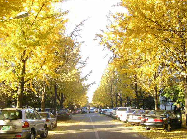 �������ü� - �����ü�