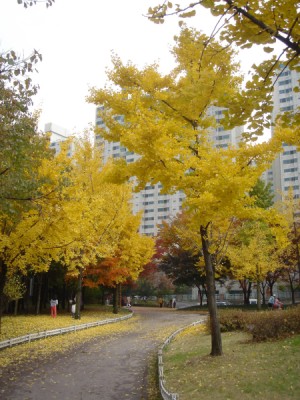 �������ü� - ��å��(����)