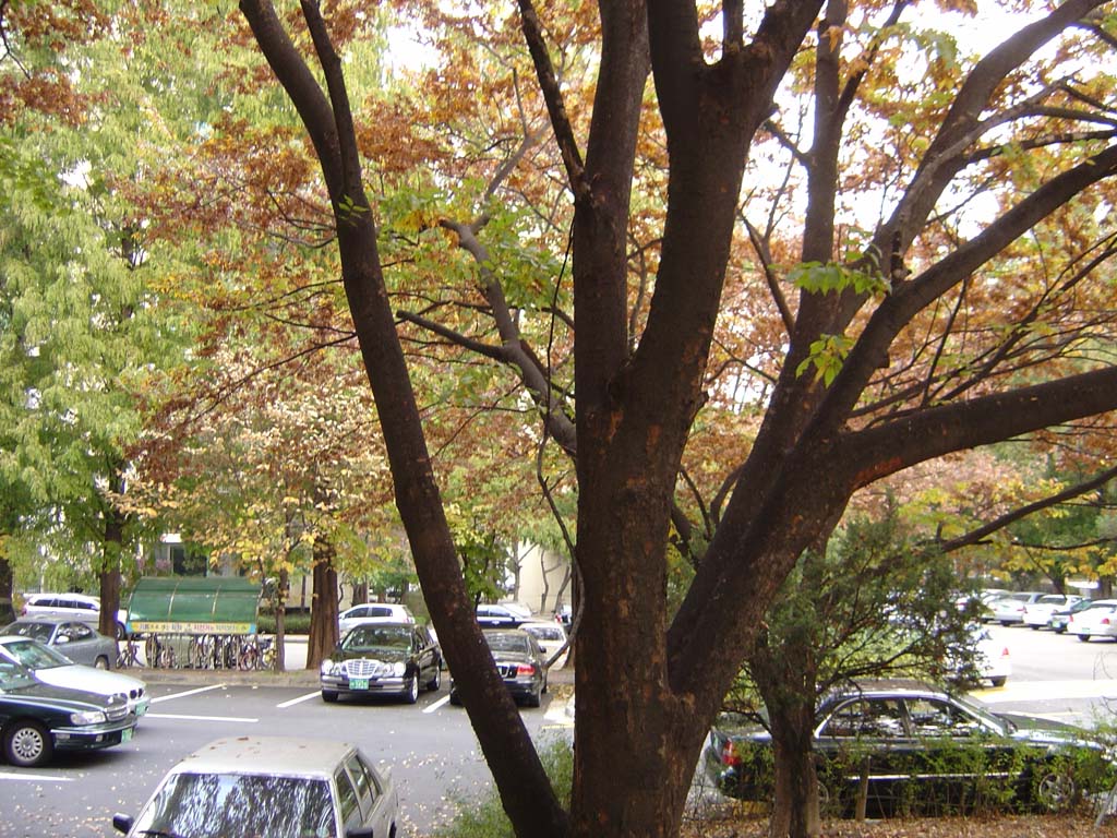 �������� - ������������