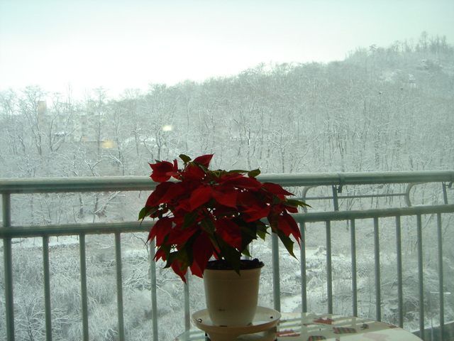 �ܺ����� - ��