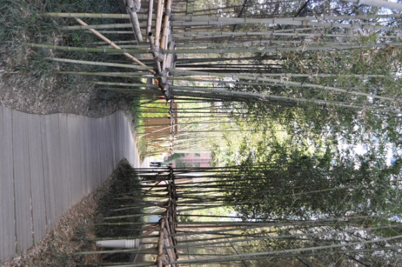 �������ü� - ��å��(����)